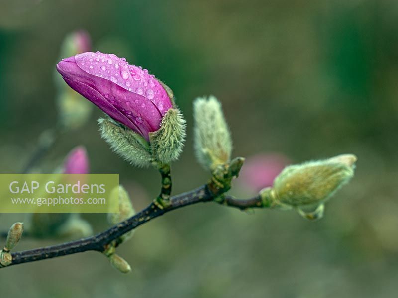 Magnolia 'Caerhays Belle' bourgeon unique en mars