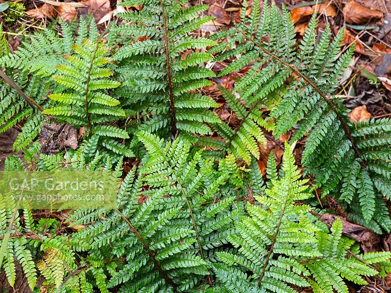 Polystichum polyblepharum - fougère en dentelle japonaise