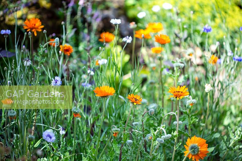 Venidium fastuosum 'Orange Prince' avec Centaurea cyanus 'Hybrides classiques '.