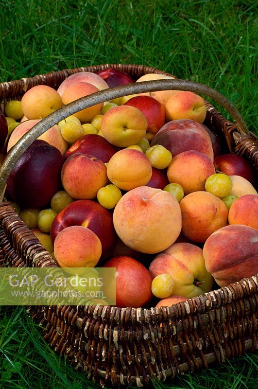 Assortiment de fruits de prunus comprenant: abricot, pêche et prune mirabelle
