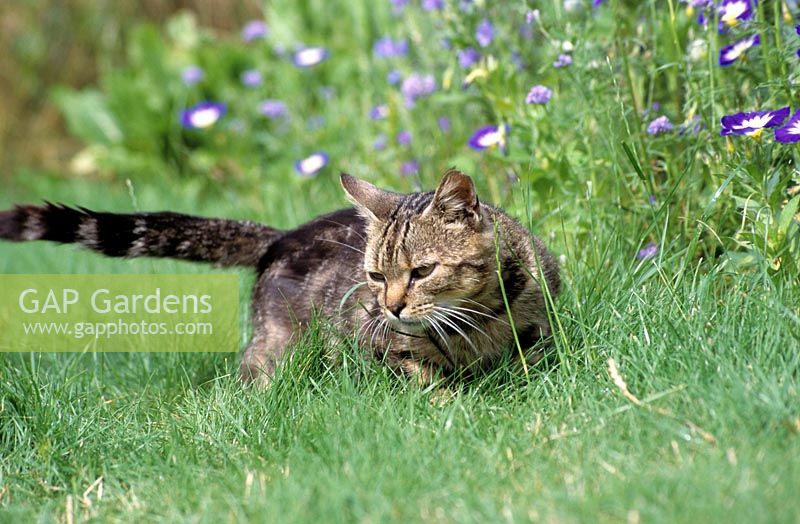 Chat de compagnie couché dans l'herbe par parterre de fleurs.