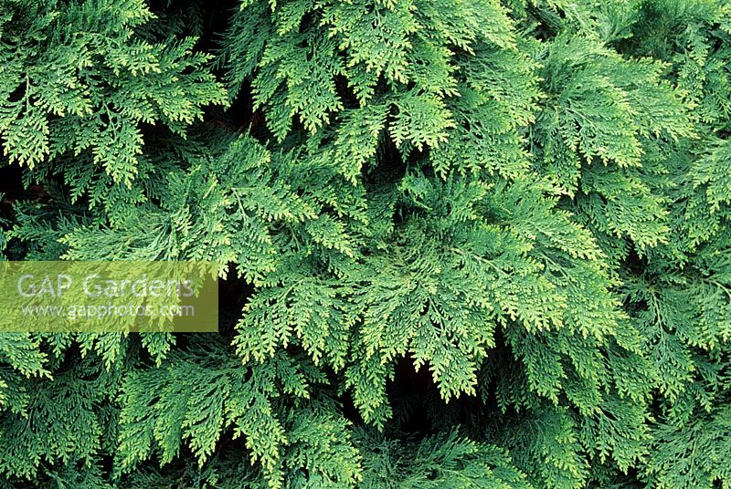Juniperus horizontalis - genévrier rampant