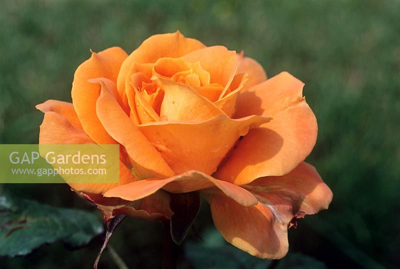 Rosa 'Flora Danica' - Rose de thé hybride
