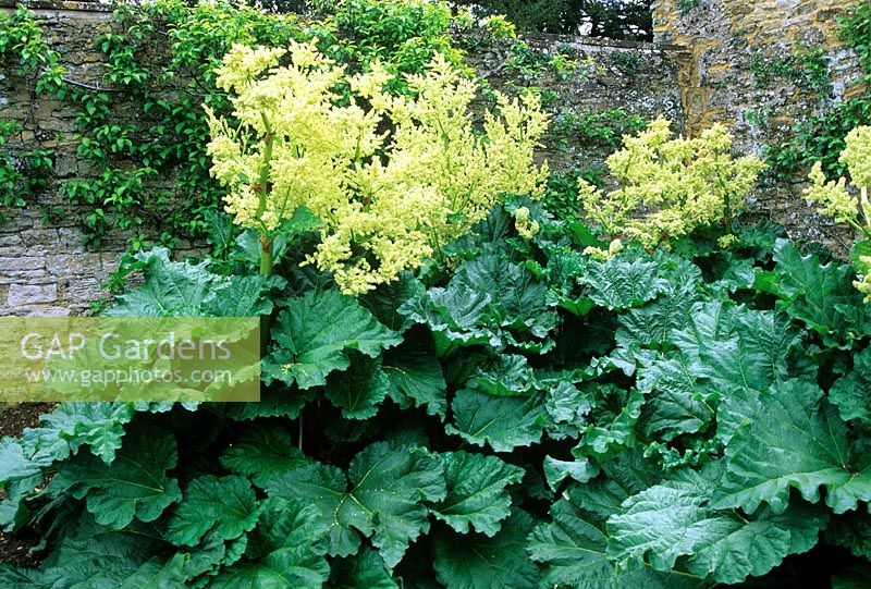 Rheum rhaponticum - Fausse rhubarbe - floraison en jardin clos