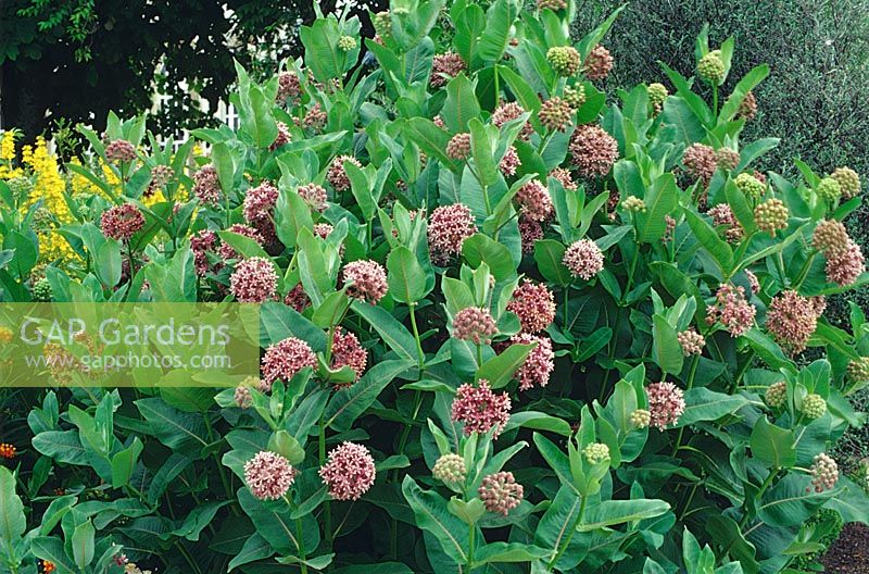 Asclepias currassavica syn. Asclepias syriaca - Asclépiades ou fleur de sang