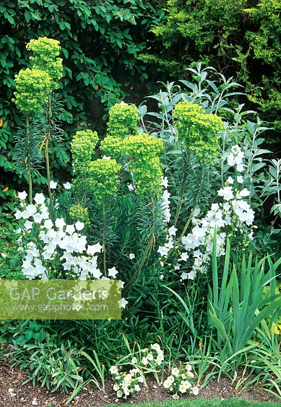 Campanula spp et Euphorbia dans un parterre mixte