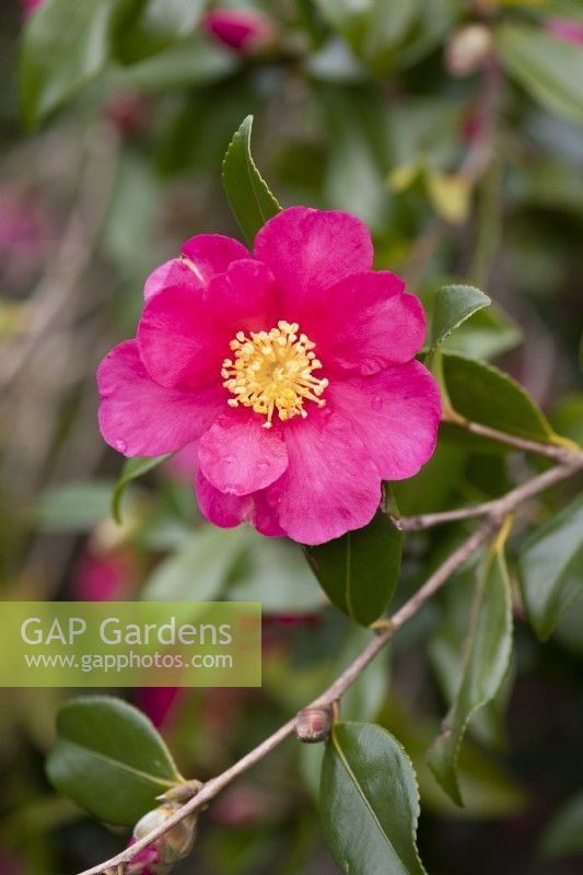 Camellia sasanqua 'Crimson King' en novembre