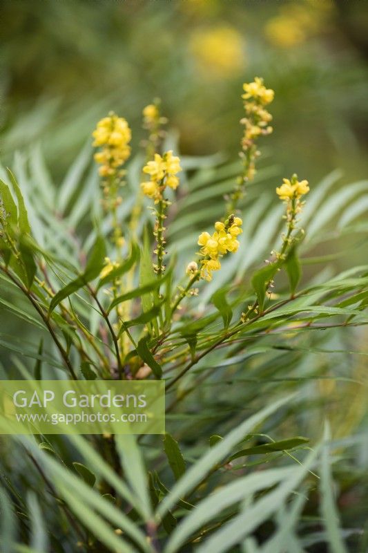 Mahonia eurybracteata subsp. ganpinensis 'Soft Caress' en novembre
