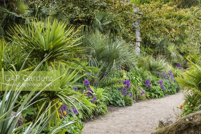 Butia capitata, le palmier gelé, parsemé d'alliums violets, d'échiums, de géraniums rustiques et de Phlomis russeliana dans le collecteur Earl's Garden du château d'Arundel, dans le West Sussex en mai