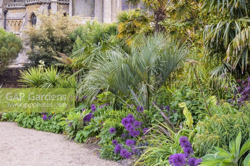 Butia capitata, le palmier gelé, parmi les alliums violets, les échiums, les cordylines et les trachycarpes dans le collecteur Earl's Garden au château d'Arundel, West Sussex en mai