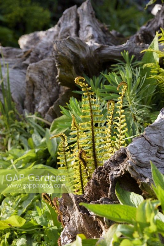 Le Stumpery au château d'Arundel en mai, où les souches d'arbres sculpturales sont entourées de plantations luxuriantes, notamment de fougères telles que Dryopteris wallichiana, euphorbes et pulmonarias