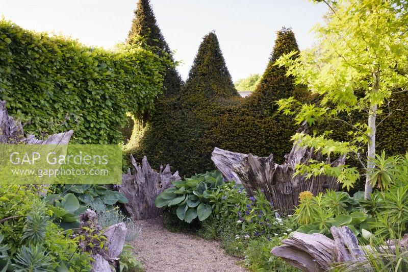 Chemin à travers le Stumpery à Arundel Castle Gardens, West Sussex en mai, délimité d'un côté par une haie d'ifs spikey. Les souches sont entourées de plantations luxuriantes comprenant des euphorbes et des hostas. Les Liquidambars donnent de la hauteur.