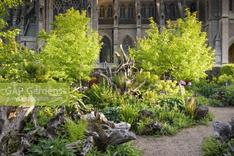 La Stumpery au château d'Arundel en mai, où les souches d'arbres sculpturales sont entourées de plantations luxuriantes comprenant des fougères, des alliums, des hostas, des euphorbes et des liquidambars.