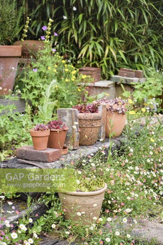 Pots en terre cuite de plantes succulentes disposés avec des briques trouvées entourés d'Erigeron karvinskianus auto-ensemencés en juin