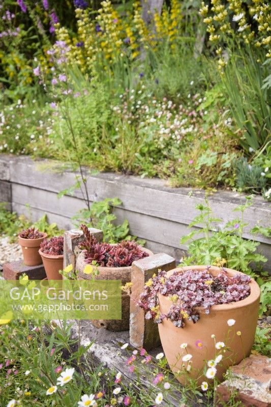 Pots en terre cuite de plantes succulentes disposés avec des briques trouvées, entourés d'Erigeron karvinskianus auto-ensemencés dans un jardin de cottage en juin