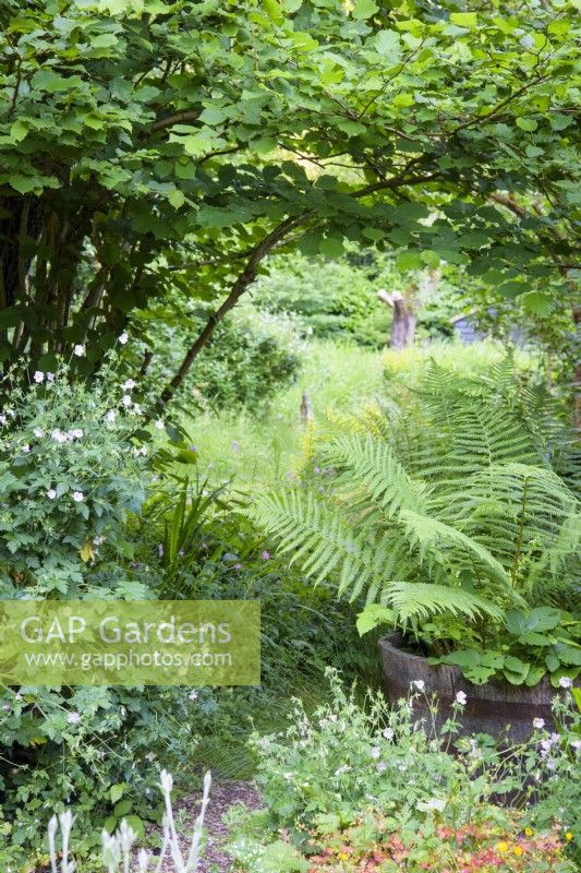 Le chemin vers les zones les plus naturalistes du jardin passe par une grande fougère dans un demi-tonneau et des géraniums rustiques dans un jardin de cottage en juin