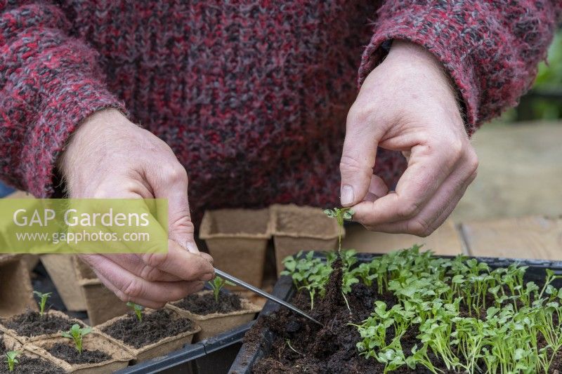 Brassica oleracea 'Dwarf Green Curled' - Jardinier repiquant des semis de chou frisé vert nain