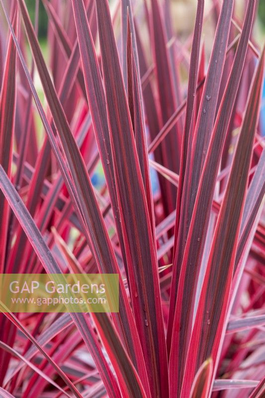 Cordyline australis 'Pink star' - Chou palmiste