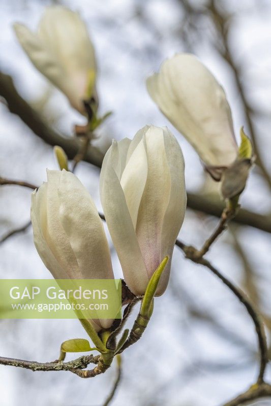 Magnolia x veitchii en avril