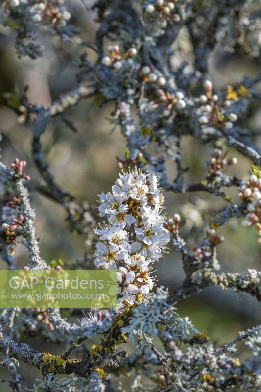 Prunus spinosa - prunellier ou prunelle, avril