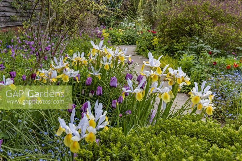 Iris hollandica 'Apollo' dans The Barn Garden à Great Dixter en mai