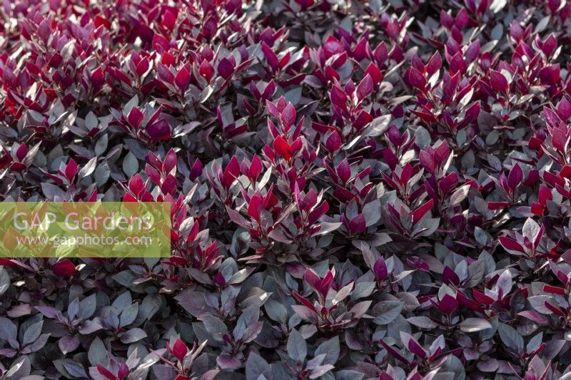 Alternanthera 'Petit Rubis'