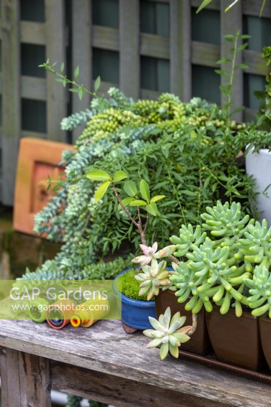 Une collection de raccords de tuyaux en plastique sur une table en bois d'extérieur avec une collection de plantes succulentes en pot