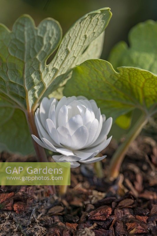 Sanguinaria canadensis flore plena synonyme multiplex 'Plena' - American bloodroot en mai