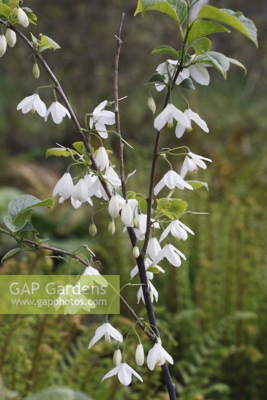 Groupe Halesia diptera Magniflora - Silverbell à grandes fleurs - Mai