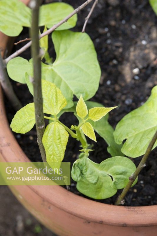 Phaseolus vulgaris 'Yin Yang' - Jeunes plants de haricots verts nains en pot