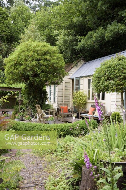 Studio de jardin d'architecte avec coin salon extérieur encadré de houx standard, de haies et de lierre taillé dans un jardin de cottage en juin