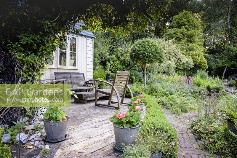 Terrasse en bois à l'extérieur du studio du propriétaire de l'architecte avec des pots galvanisés de pélargonium orange et un jardin luxuriant rempli d'auto-semoirs, y compris Erigeron karvinskianus, aquilegias et digitales parmi les houx, les arbustes et les arbres panachés standard en juin