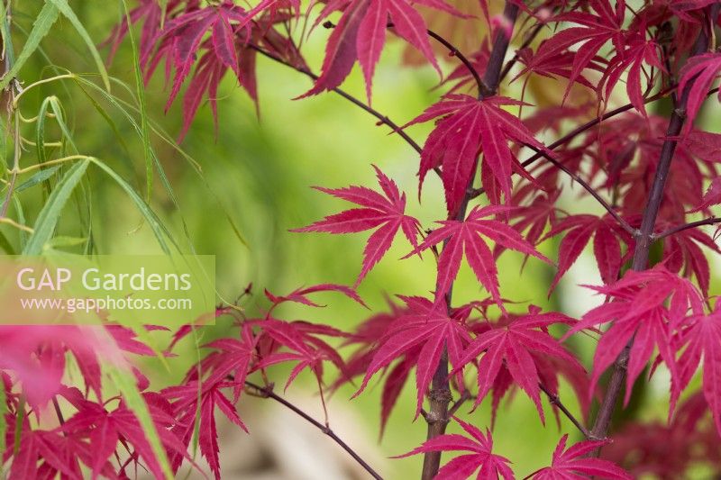 Acer palmatum 'Shiraz' - Érable du Japon