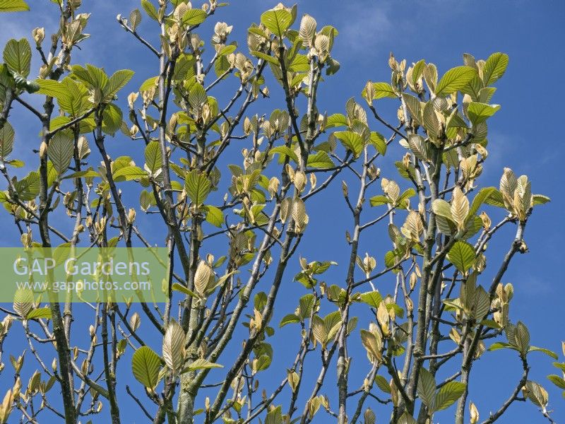 Sorbus hedlundii nouvelles feuilles Norfolk mai