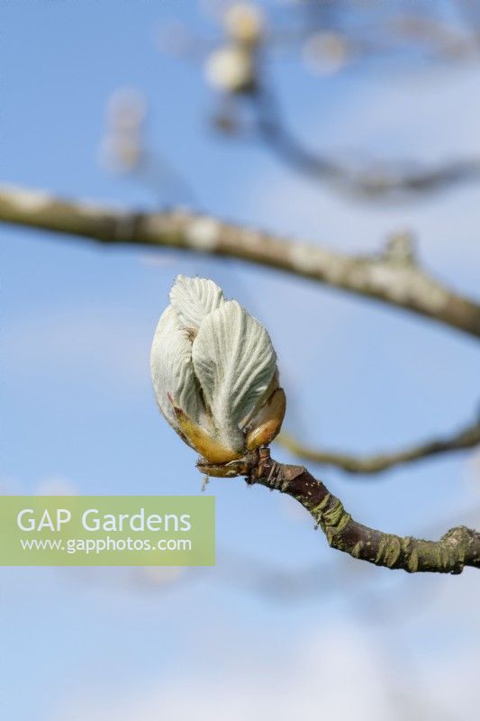 Sorbus thibetica 'John mitchell' - Croissance des feuilles de l'arbre de Whitebeam tibétain au printemps