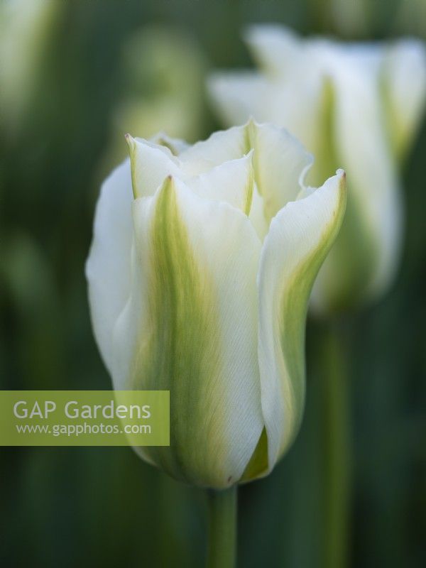 Tulipa 'Printemps Vert' - Tulipe - Mai