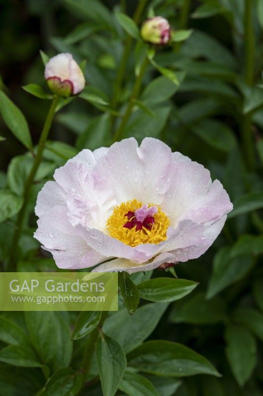 Paeonia lactiflora 'Princesse rose' - Pivoine