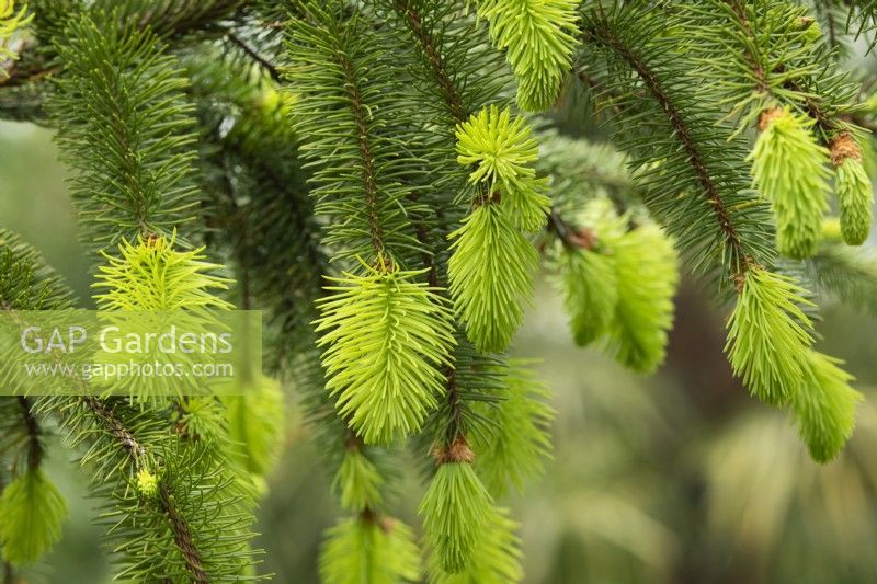 Picea abies 'Cincinnata' - Feuillage d'épinette de Norvège de Cincinnata au printemps
