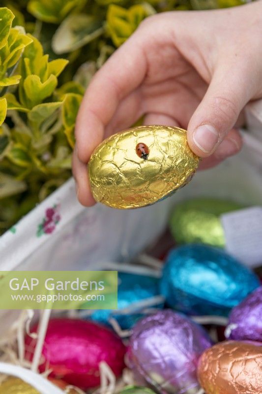Enfant recueillant l'oeuf de chocolat d'or avec la coccinelle dans le panier à Pâques