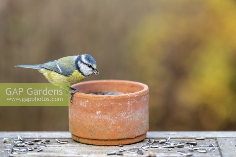 Mésange bleue - Cyanistes caeruleus se nourrissant d'une table à oiseaux dans un jardin