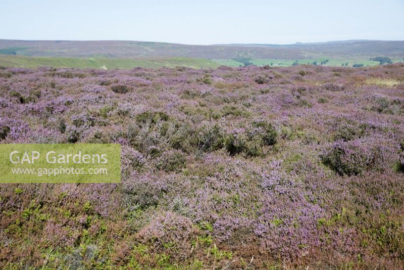 Calluna vulgaris - Bruyère sauvage dans le Yorkshire, Royaume-Uni.