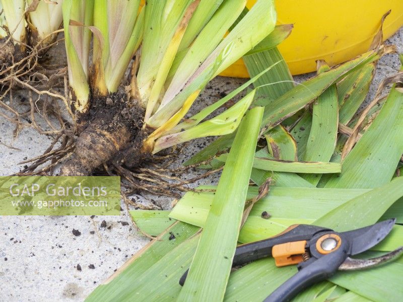 Rhizomes d'iris divisés avec des feuilles coupées au sécateur