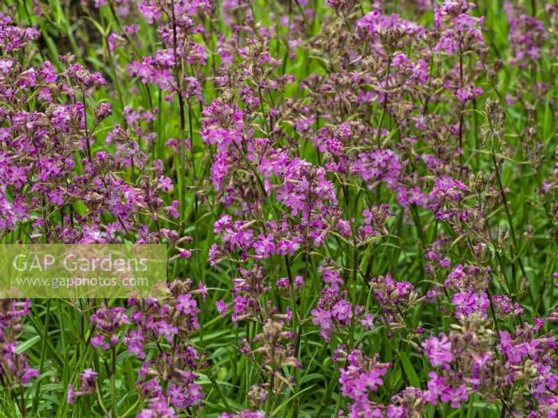Lychnis viscaria en fleur Juin Norfolk