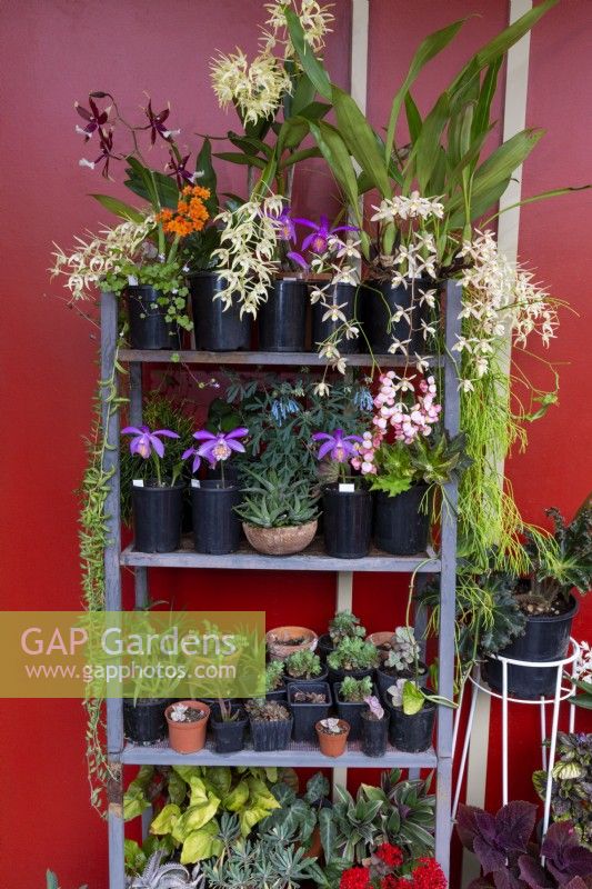 Collection d'orchidées et de plantes succulentes en pot fleuries sur un support de pot en métal