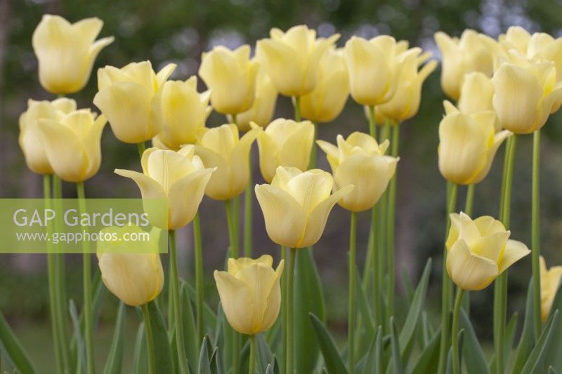 Tulipa 'Amitié Mondiale' - Avril