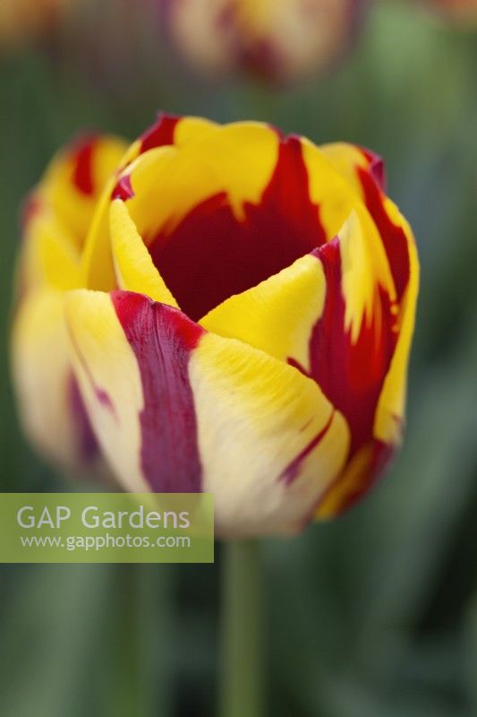 Tulipa 'Helmar' - Avril