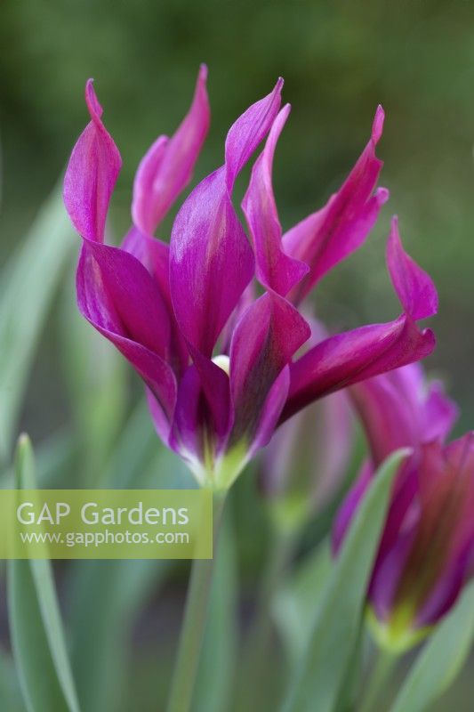 Tulipa 'Poupée Violette' - Avril