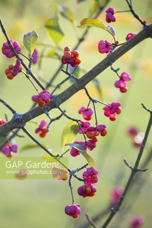 Euonymus planipes 'Gold Ore'. Broche, arbuste, novembre.