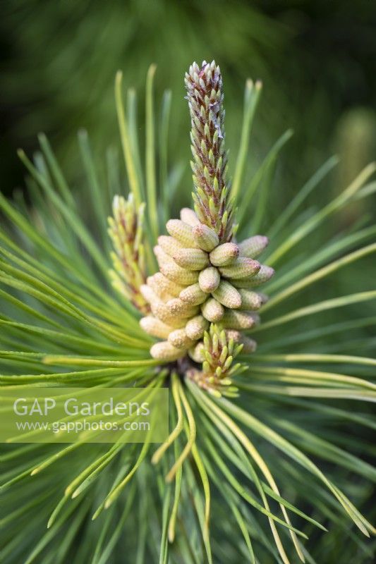 Fleurs mâles se formant sur Pinus contorta Frisian Gold, pin tordu. Conifère, mai.