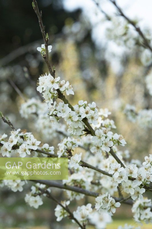 Prunus domestica 'Laxton's Jubilee' - Fleur de prunier